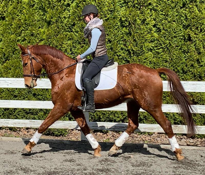 horses-for-sale-equi-librium-equestrian